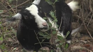 Goats Eat Invasive Plants