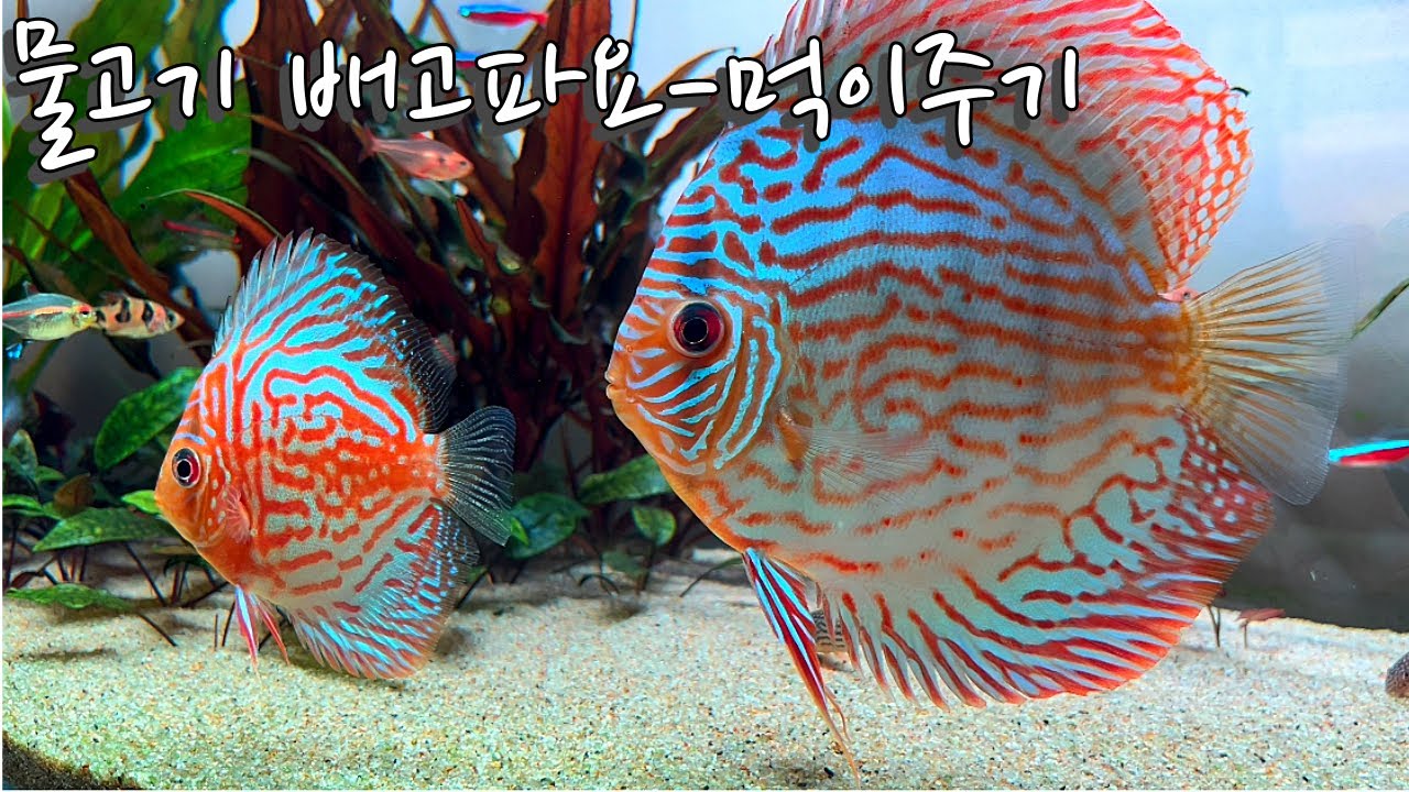 eng-spn-4k-how-to-feed-fish