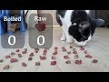 Raw or boiled meat? Which will the cat choose?