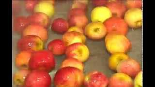 Ministério da Agricultura garante que o Brasil não vai mais importar maçã da China