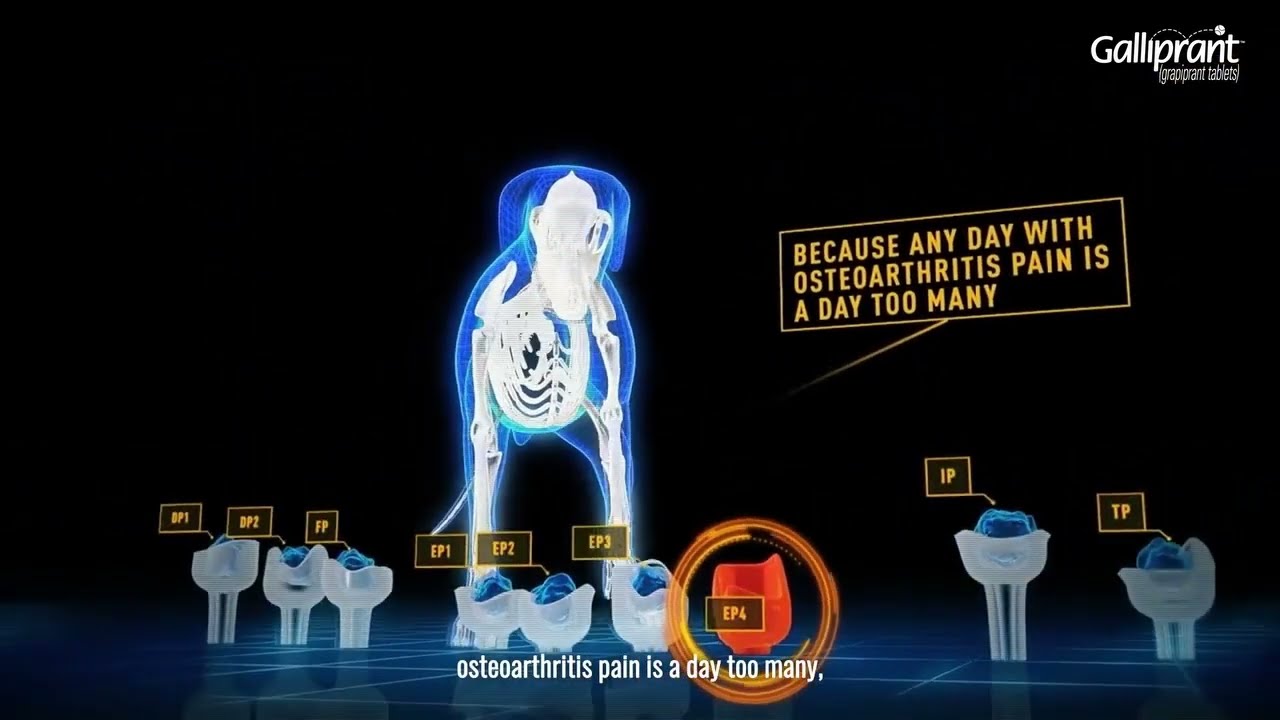 Galliprant™ (grapiprant) Provides Targeted Pain Relief. Find Out How It Works!