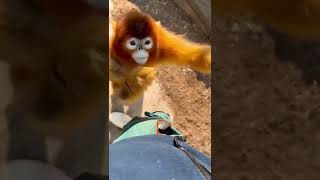 SİZ NE YİYORSUNUZ MAYMUŞLAR ☺️