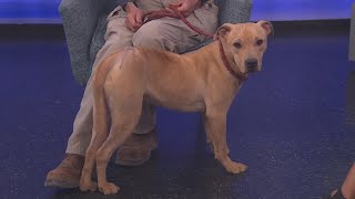 Ditty is KLBK's Pet of the Day!