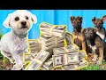 MILLI DONATES $5000 TO HOMELESS DOGS!!