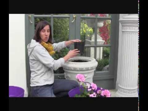 How to keep your geraniums flowering this winter.