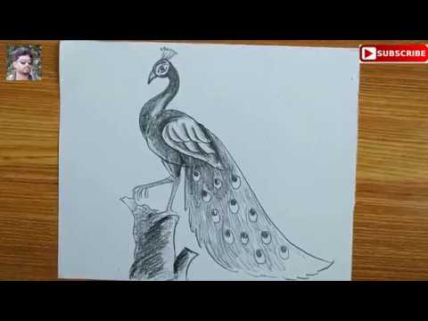 How To Draw A Peacock Step By Stepeasy Peacock Drawing For Kidshow To Draw A Peacock By Pencil