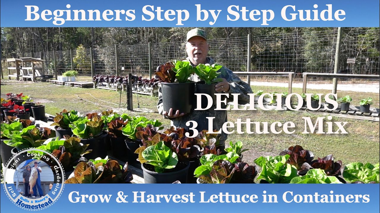 How to Grow Lettuce in Containers | Beginner Growing Guide - YouTube