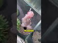 😮 Die Top5 LUSTIGSTEN Tiere der Welt 😂