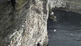 View of Gannet Colony from Noss Clifftop, Shetland (with commentary)
