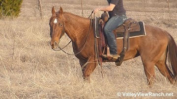 Titanium Topsy - trail riding! - ValleyViewRanch.net