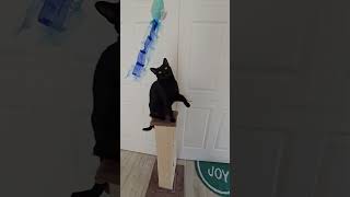 Max Loves Playing with His Blue Toy - Cute Black Void Cat Play Time