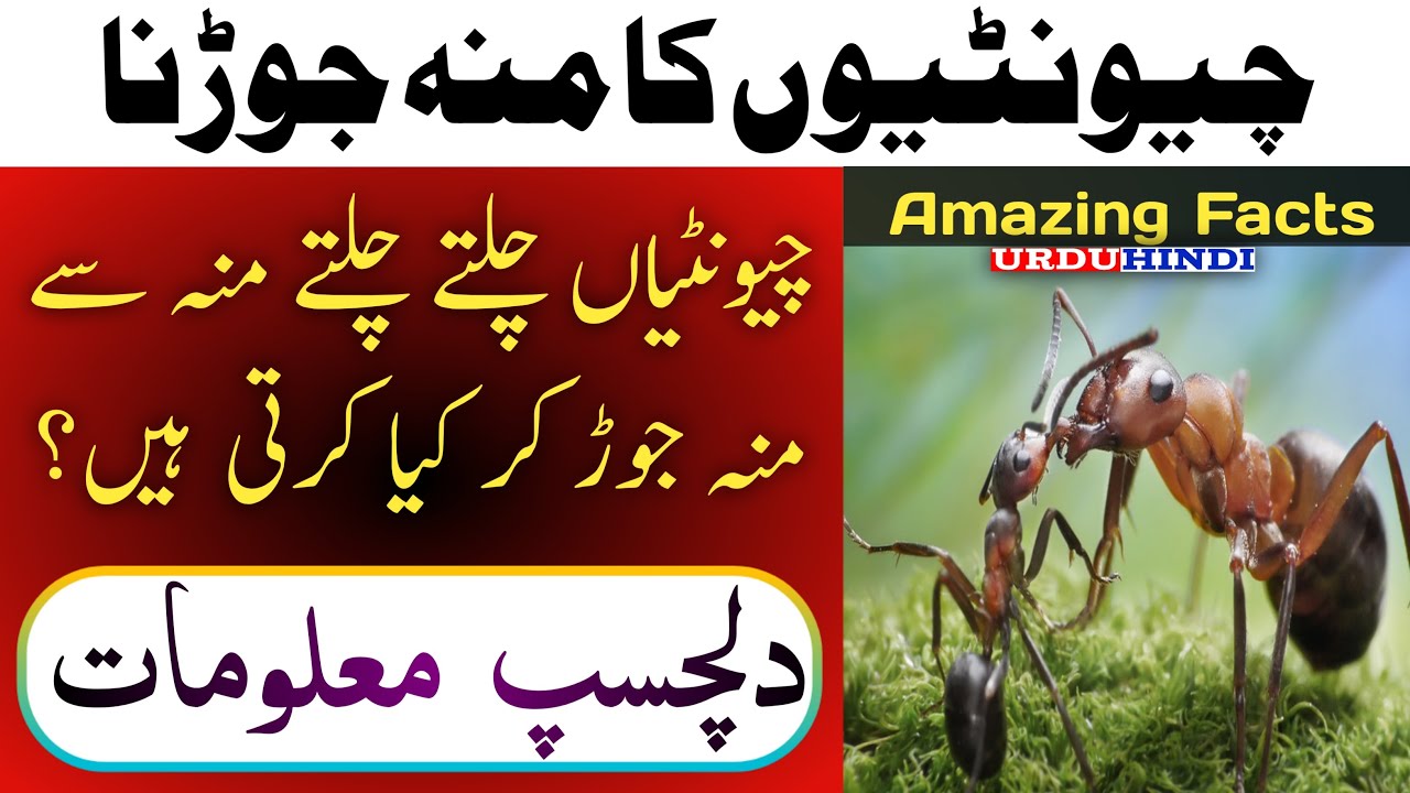 Why Do Ants Bump Into Each Other | Amazing Facts About Ants Kiss Urdu & Hindi