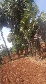 story pohon bogor minuman khas tuban #toak#legen#siwalan