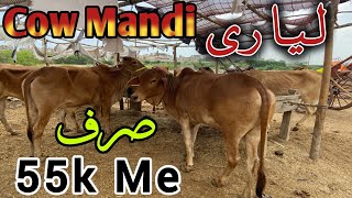 Liyari Cow Mandi Latest Update |17-Apr-2024| Sirf 55 Hazar Me Qurbani Ka Janwar | Qurbani 2024