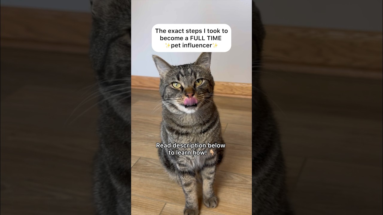 How my CAT became a FULL TIME influencer