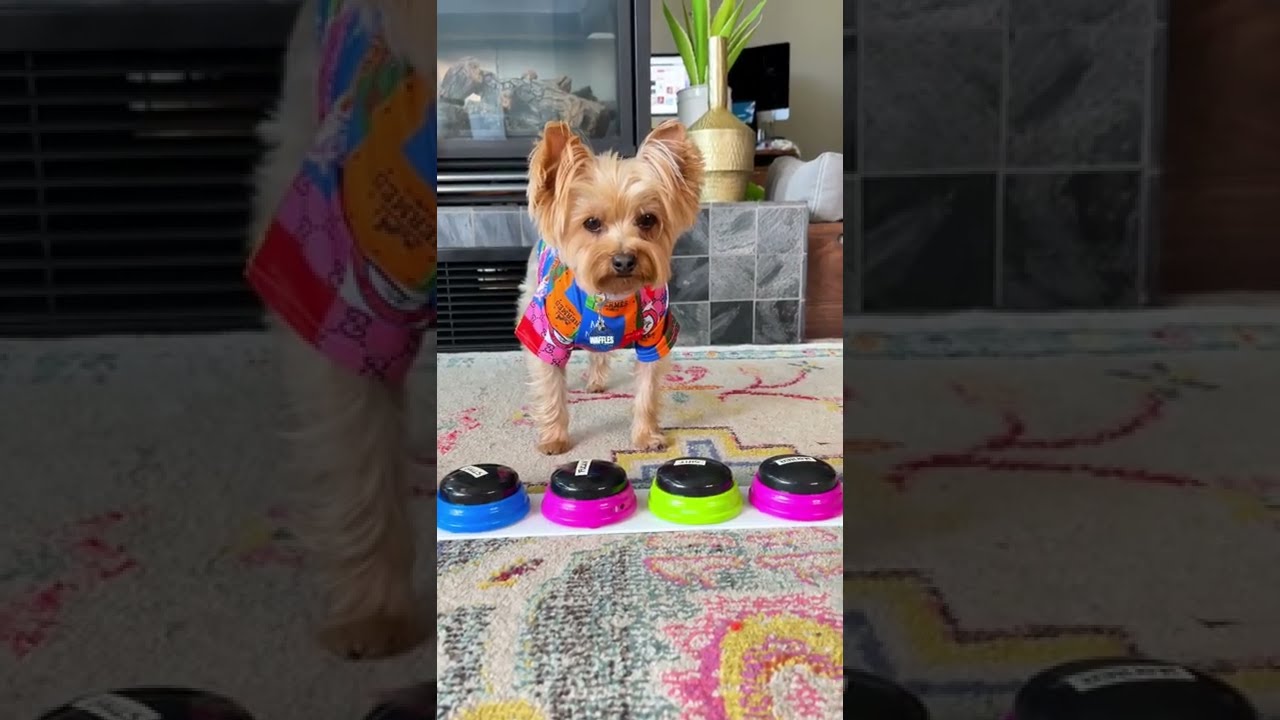 Swearing Dog Has A New Favorite 
