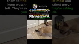 Why Does Your Dog Stare At You When They Go Potty?🤯 #shorts