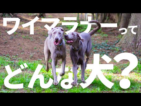 ワイマラナーってどんな犬？見たらワイマラナーの虜になる！特徴や大変な点を紹介します！