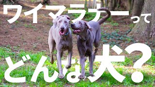 ワイマラナーってどんな犬?見たらワイマラナーの虜になる!特徴や大変な点を紹介します!