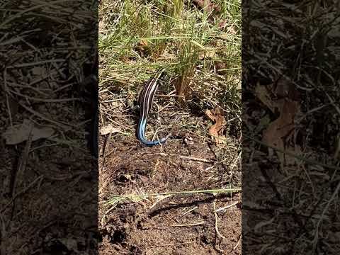 Video: 4 būdai, kaip atpažinti nuodingą gyvatę