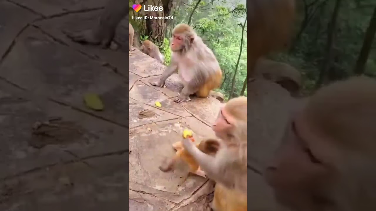 monkey d luffy, monkey d dragon, monkey, monkey king frag, monkey moon, monkey rider,