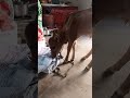 Hindu Maharaj dudh Pi Lete Hain To khelne ko mangte Hain Khel rahe hain