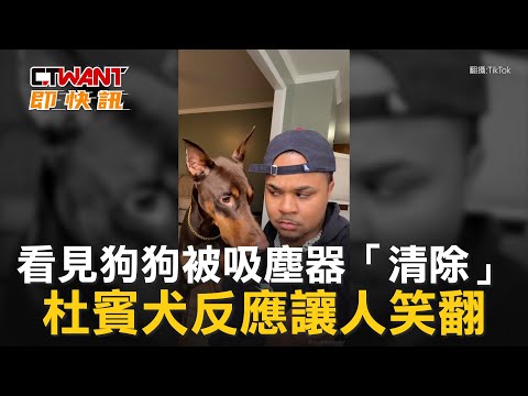 CTWANT 周刊王 即時新聞 / 看見狗狗被吸塵器「清除」 杜賓犬反應讓人笑翻