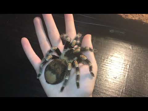 HANDLING B.HAMORII