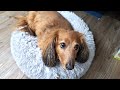 The Perfect PawRake For Shedding and Undercoat Dematting