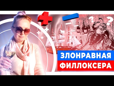 Видео: Познакомьтесь с филлоксерой, одним из самых опасных вредителей вина