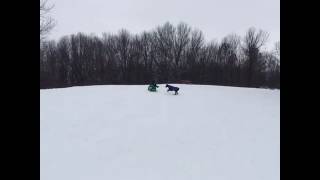 #winter#doberman#sledfail#funny#dog