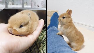 Growth record of baby rabbits