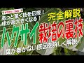 ハクサイ栽培の裏技（葉が巻かない原因を詳しく解説！あっと驚く技を伝授 ！球が超大きくなる）