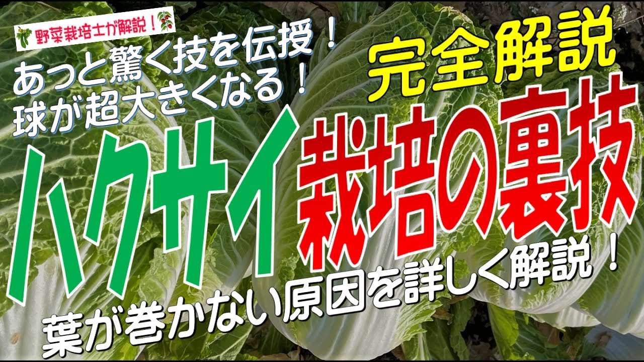 ハクサイ栽培の裏技（葉が巻かない原因を詳しく解説！あっと驚く技を伝授 ！球が超大きくなる）(分析・参考) : 情報！参考中(集)