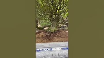 Bác cứ đùa ! Có người trả em 500k rồi đấy nhé #bonsai #bonsaitree #caycanh #caytrongnha #tamtrang