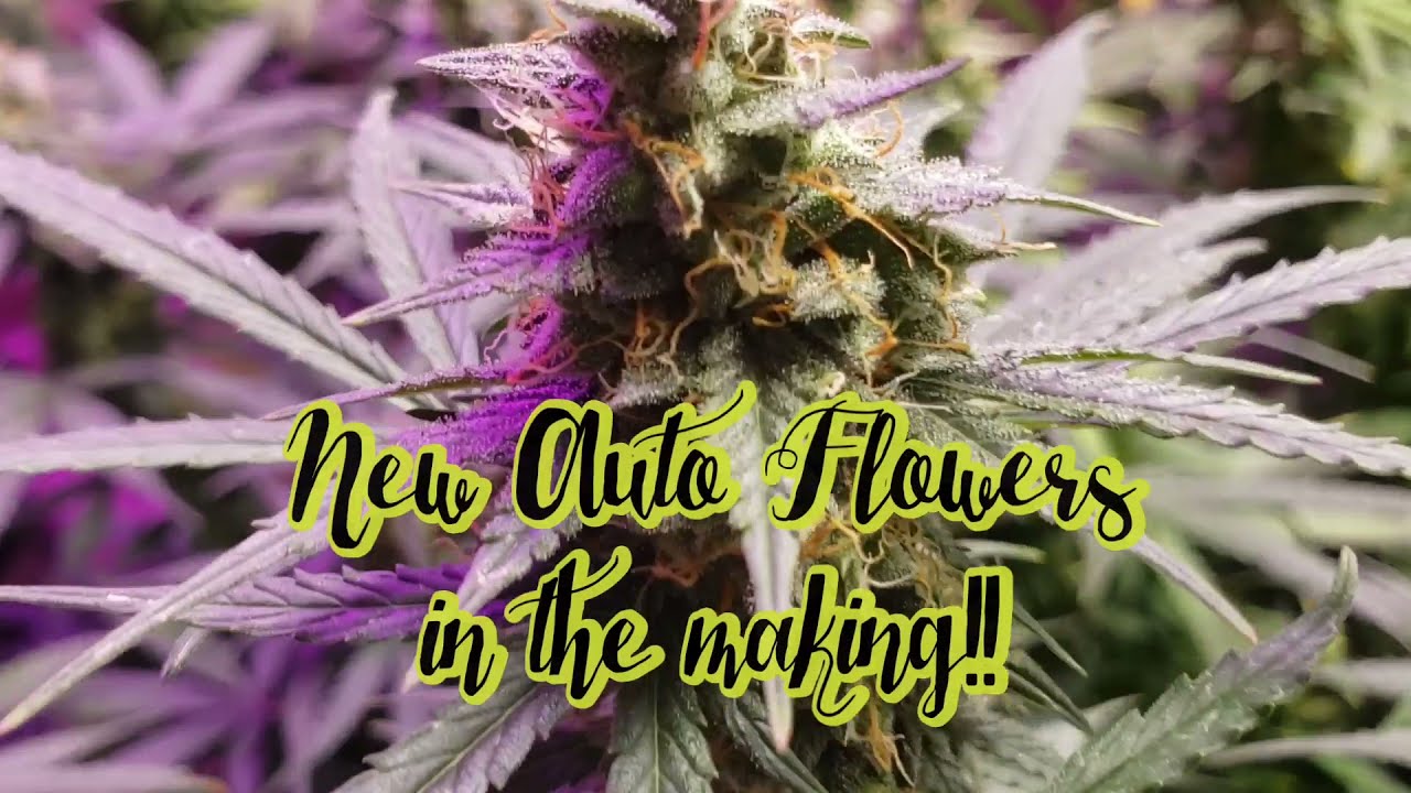 Auto Flowers in the making! Space Monkey Genetics