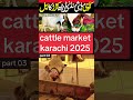 cattle market karachi | maweshi mandi ka pehla soda | most expensive animals