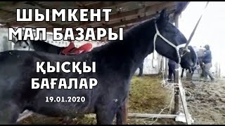 Мал базар Шымкент   қыс айындағы бағалар көтерінкі ме?