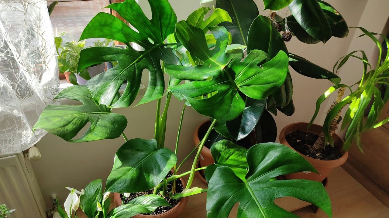 Deve Tabanı (monstera deliciosa ) Bitkisi Bakımı
