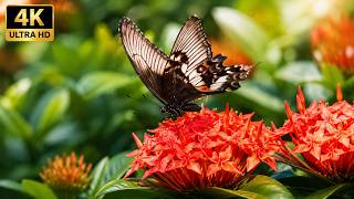 Beautiful Butterflies in Nature 4K 🦋 | Chill LoFi Music | Relaxing Nature Video 4K screenshot 3