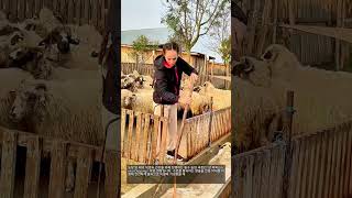 효율적인 양 떼 목욕 작업 현장 #worker #process #sheep #farming #livestock