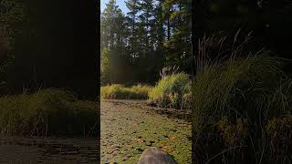 Pretty Lake - Achray #shorts  #kayaking #ontarionature