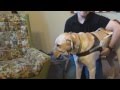 Guide Dog Equipment-The Guide Dog Lifestyle By LS