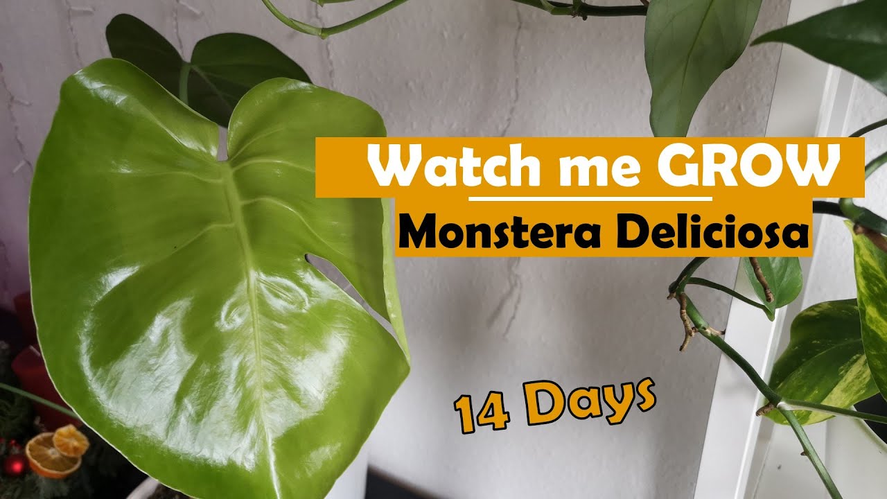 outdoor monstera Monstera deliciosa