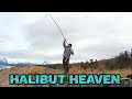 Shore fishing for halibut in arctic norway