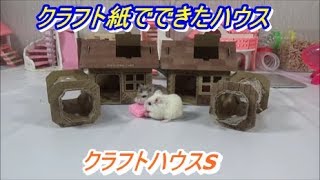 【ハムスター】気になるけど、買う気にならない商品！（Roborovskii Hamster）