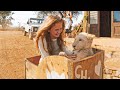 Questo cucciolo di leone fa amicizia con una bambina e diventa la sua guardia del corpo
