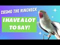Cosmo the indian ringneck parrot  talking indian ringneck compilation