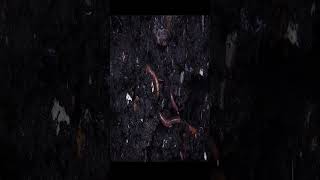 Facts About Wormsfact Worm