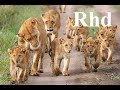 Lions pride of Africa,  the hunt for giraffe.  (part 1) Nature 2018 Hd Documentary.